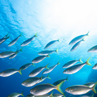 Alles wat je wilde weten over omega-3