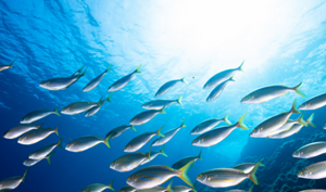 Alles wat je wilde weten over omega-3