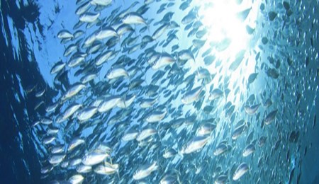 Het effect van omega 3