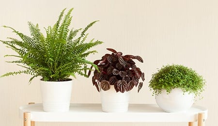 5x gezonde kamerplanten